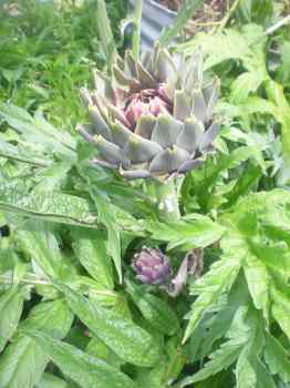 artichoke